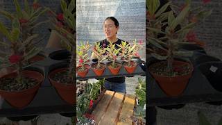 Spring Plant Re-Stock🥳 #plantcollection #plantlover #plantshop