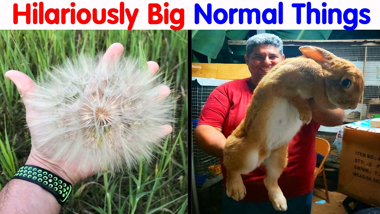 55 Huge Things You May Not Have Known Came In Such Big Sizes