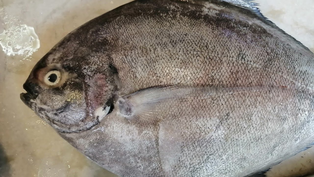 Black pomfret fish big size super slice cutting skill super cutting fish slice YouTube
