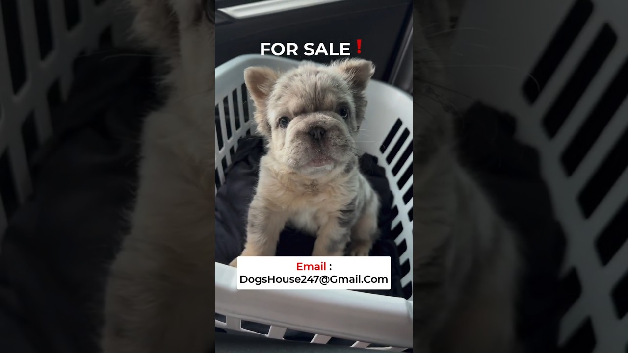 ✨ Fluffy Frenchie Puppies For Sale | Buying a Fluffy Frenchie