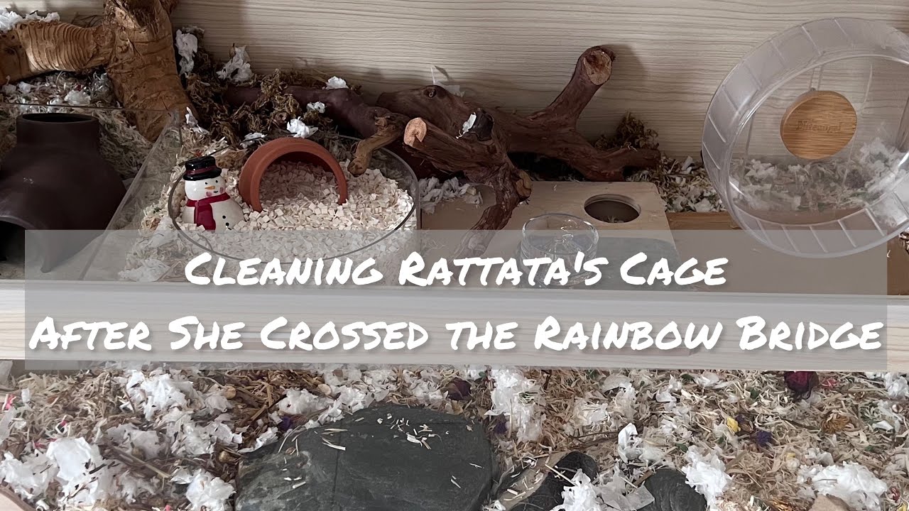 Cleaning Niteangel Vista Cage After Hamster Passed Away