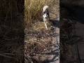 На прогулке с Айроном #animals #nature #village #dog #деревня #природа #маламут #собака