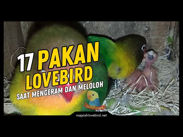 7 Jenis Makanan Lovebird Saat Mengeram dan Meloloh class=