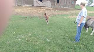 Baby Miniature Horse Runs In The Gr