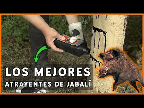 Video: Cómo Atraer A Un Jabalí