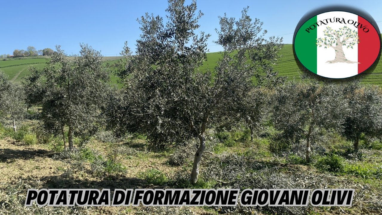Potatura di formazione: leccio del corno e frantoio
