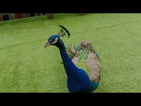 peacock - YouTube
