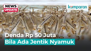 Pemprov DKI Bisa Denda Warga Hingga Rp 50 Juta bila Ada Jentik Nyamuk di Rumah