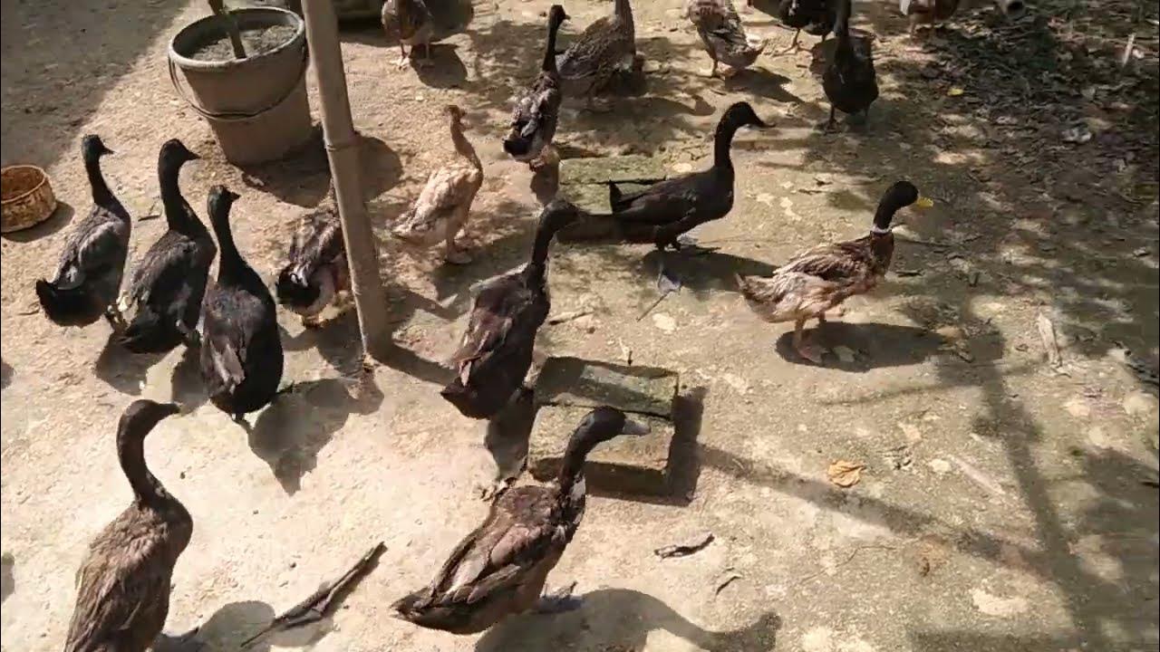 Ducks Quacking Mandarin Duck Mallards Pekin Ducks Nature