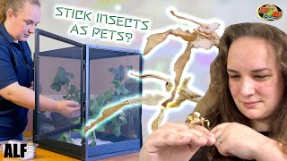 Should you have stick insects as pets in 2023!? | A one stop guide on everything you'd need