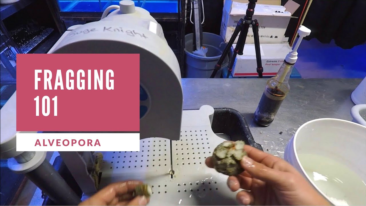 Fragging 101 | Alveopora