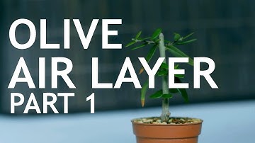 Olive Air Layer, Part 1