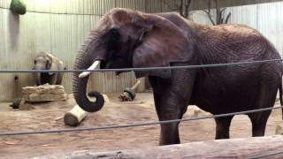 Deutschlands größtes Elefantenhaus im Erfurter Zoo