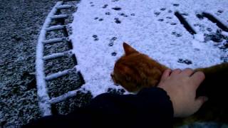 Cats&#39; First Snowfall