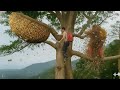 Wild honey: Terrifying Moment! Man Faces Massive Wild Bee Nest High in the Tree