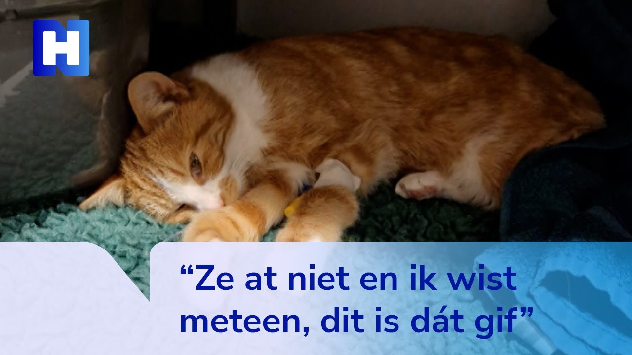 Vier katten in Enkhuizen vlak achter elkaar overleden, mogelijk vergiftigd