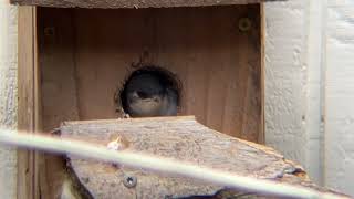 Violet green tree swallow babies - segment 2