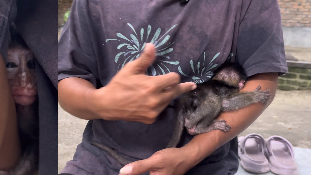 The little prince monkey hugged me and hid his face behind my arm