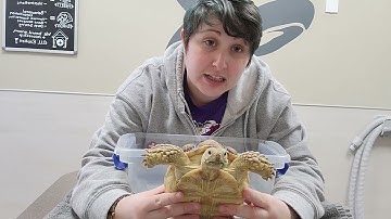 Pet Care Basics:  Soaking Tortoises and Turtles