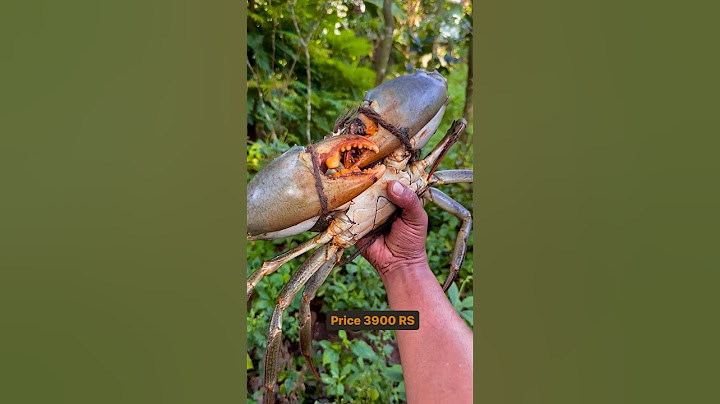 ഞാൻ തരാം 2200 രൂപ | XXL MUD CRAB ❤️😊👍🏻 #crabs #fishing #mudcrabs #crablover
