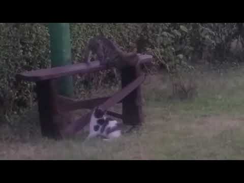 Video: Iris Bombe U Mački - Oticanje Oka Kod Mačaka - Stražnje Sinehije U Mačke