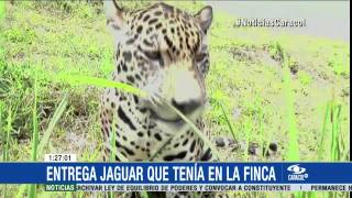 Él es Tiger, jaguar que familia tenía como mascota en Barrancabermeja  7 de mayo de 2015