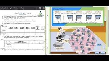 Cell cycle & cancer virtual lab sample data