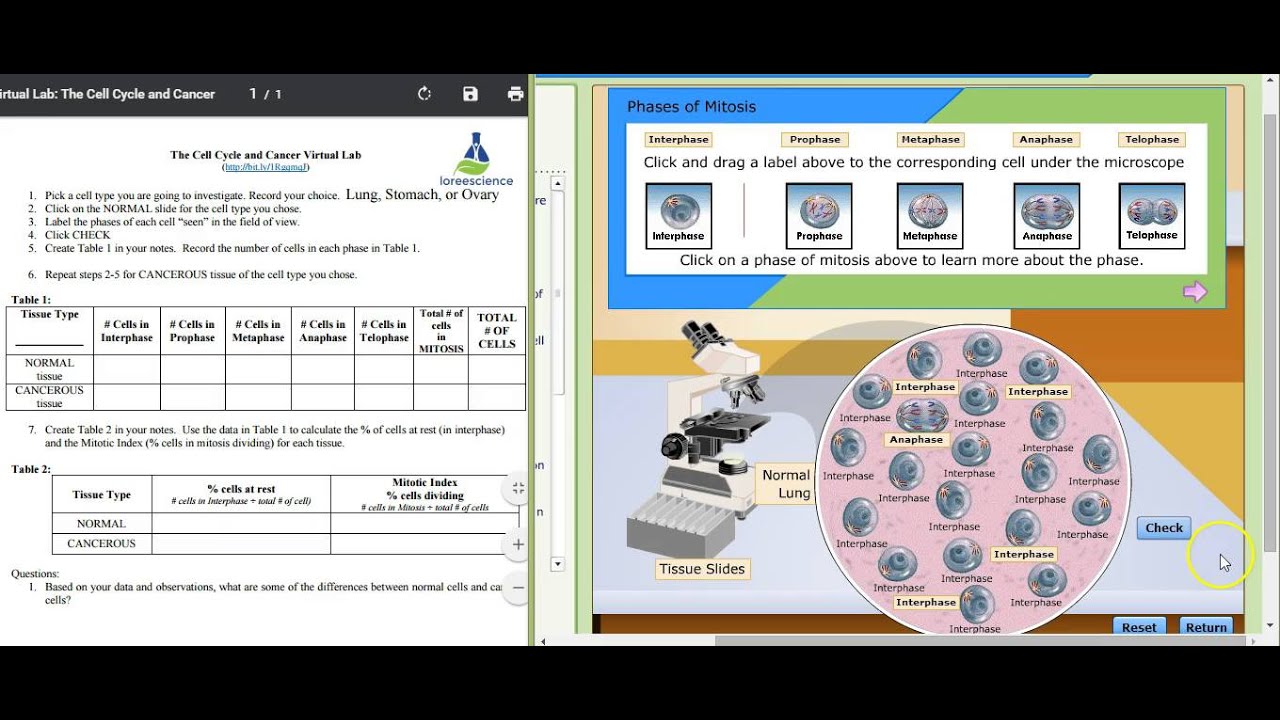 Cell Cycle Cancer Virtual Lab Sample Data Youtube