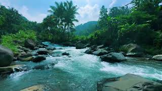 Heavy Jungle Rain 🌿 Relaxing River Sounds for Anxiety and Sleep