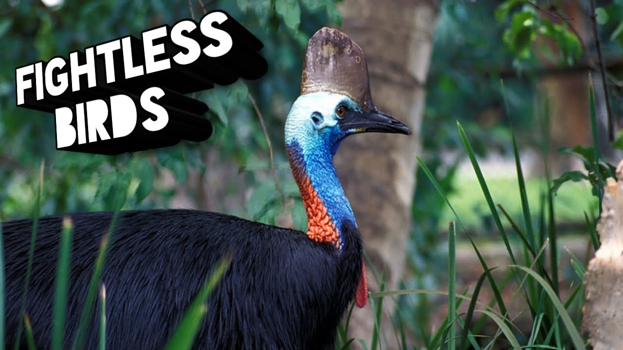 fun facts About Flightless birds