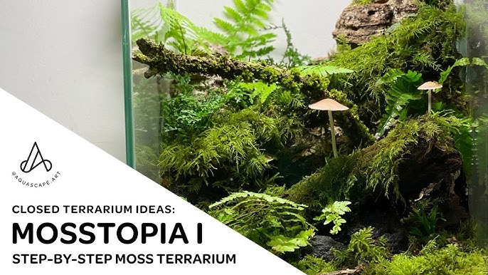 Teddy-bear Moss (Rhytidiadelphus Triquetrus) Live Moss for Terrarium  building projects DIY Rare Moss (5 Plants)