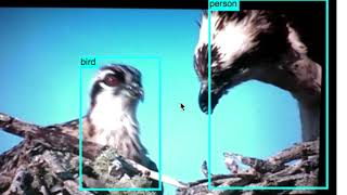 bird detection
