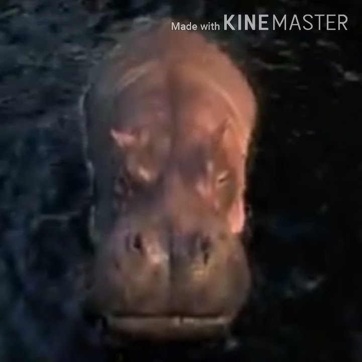 (Jumanji: Hippo Roar 2017 🐽 🔊)