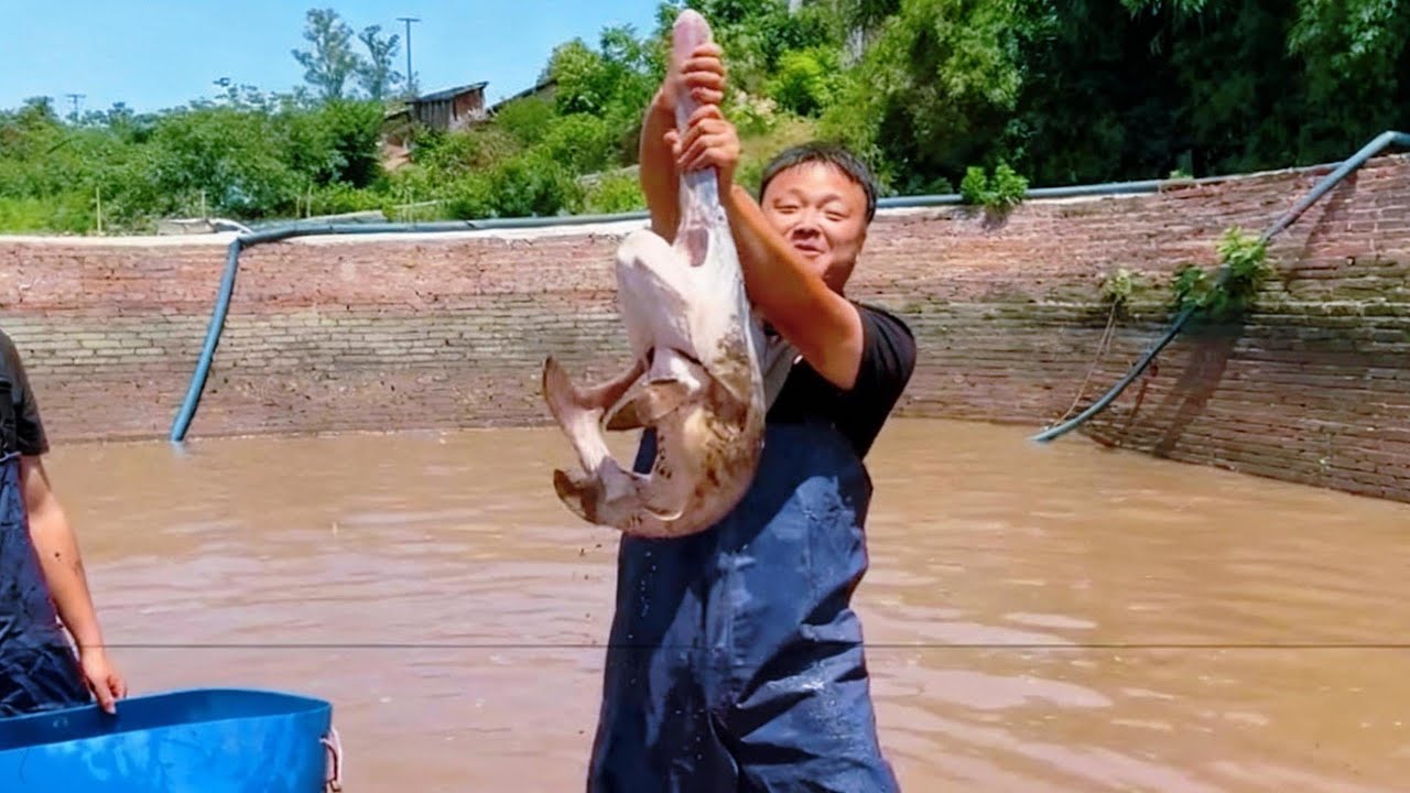 花10000快包下一个有美人鱼和鸭嘴鱼的鱼塘，据说有1米长的鸭嘴鱼