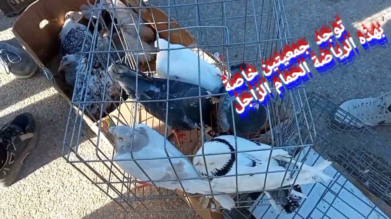 سوق الدواجن والأرانب بالأغواط