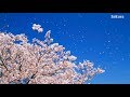 初音ミク オリジナル曲 さくら Sakura Hatsune Miku Original Song