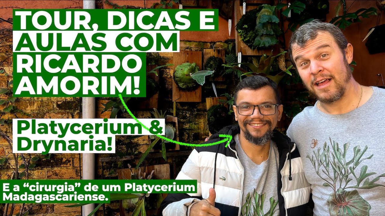 TOUR de CHIFRE DE VEADO: aula e dicas sobre Platycerium com Ricardo Amorim da Platycetaria Santa Fé.