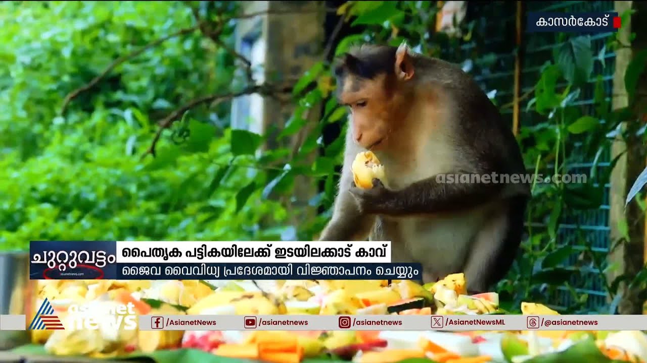 ജൈവവൈവിധ്യ പൈതൃകകേന്ദ്രമാകാൻ ഇടയിലക്കാട് കാവ്