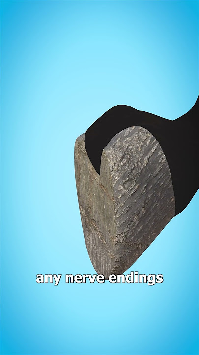 Why Horseshoes Don’t Hurt Horses 🐴
