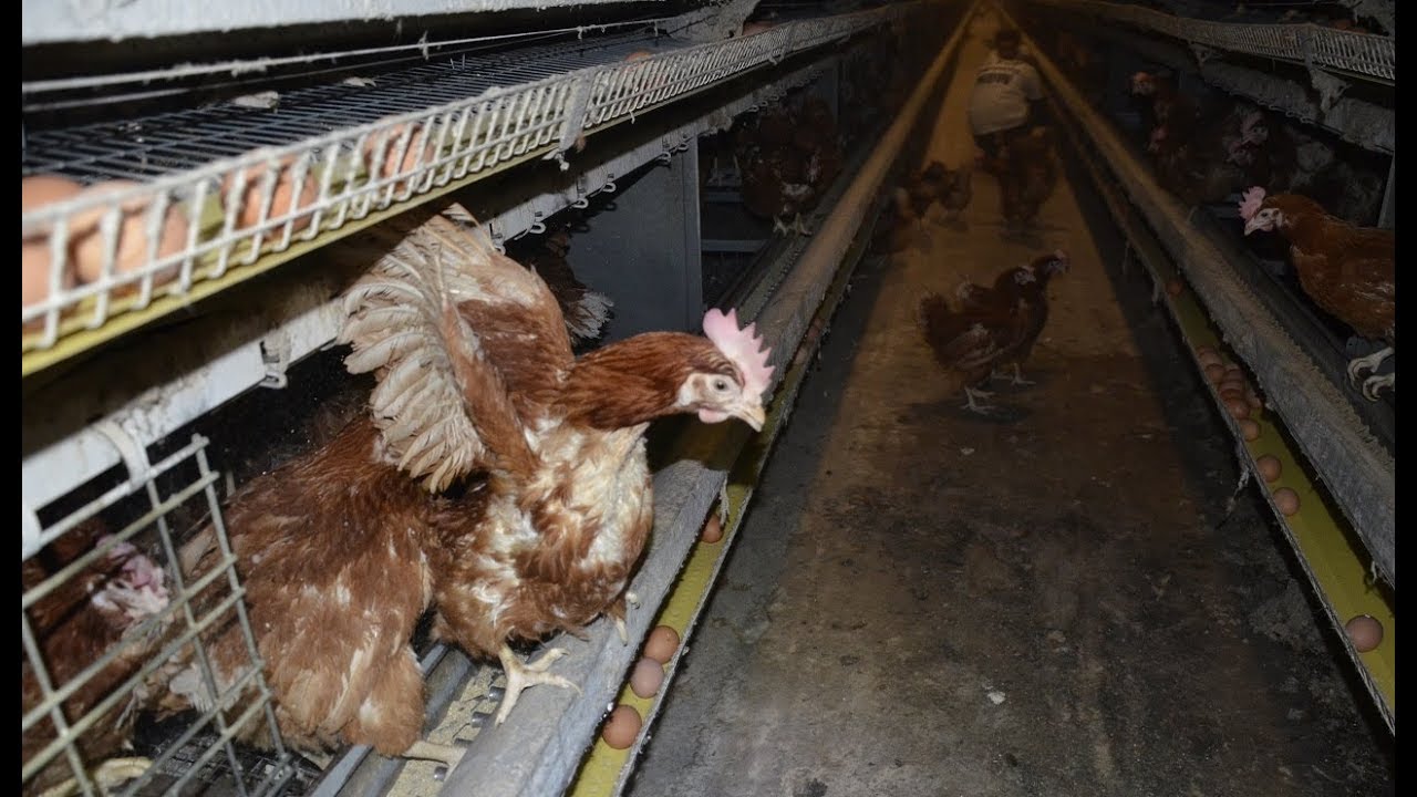 OUVRONS LES CAGES PARTOUT, TOUT LE TEMPS