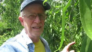 My Willow Tree Forest:  1,000 Trees a Forest Make!