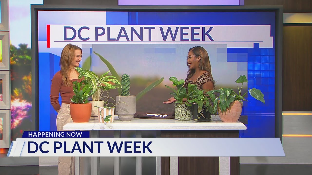 flora inside the secret world of plants The Science of Plants – DK main image 0