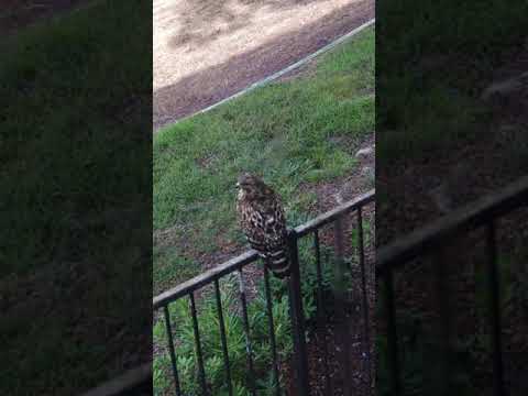 A Red-shouldered Hawk enjoying the water mister on a hot day