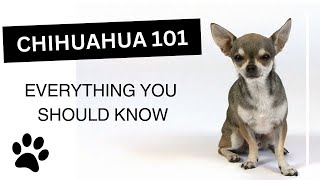 Chihuahua 101 - Everything you need to Know about this Breed