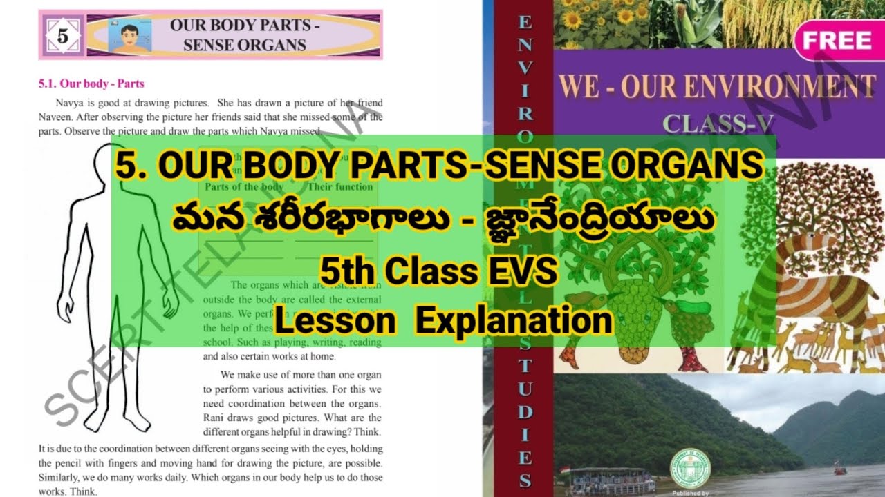 5th Class EVS Our Body Parts Sense Organs OUR BODY PARTS SENSE ORGANS 5th-class-evs-our-body-parts-sense-organs-our-body-parts-sense-organs