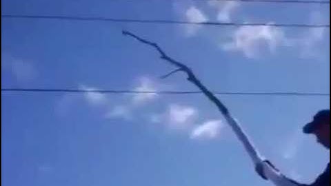 touching a power line with a tree branch
