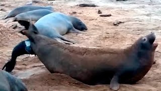20161210 First elephant seal birth at Ano Nuevo Reserve 2016