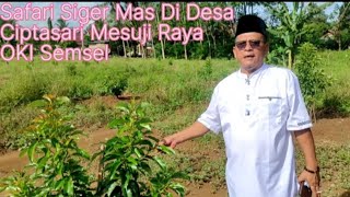 Safari Alpukat Siger  Di Desa Ciptasari Mesuji Raya OKI Sumsel (Part: 1)