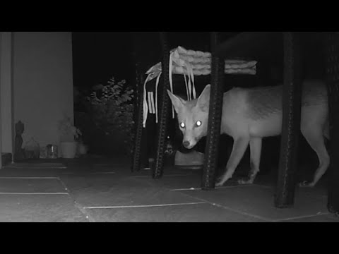 COOLIFE H881 Wildkamera - Nightlife auf der Terasse (Fuchs, Igel...)