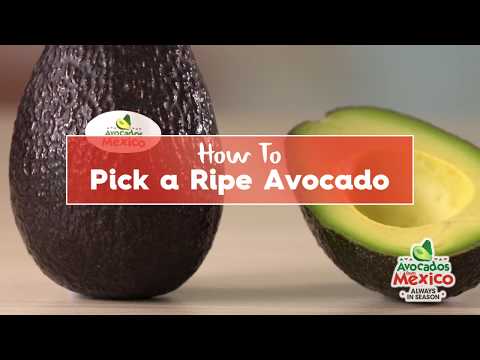 Video: Avocadoplockning - Hur man berättar om en avokado är mogen